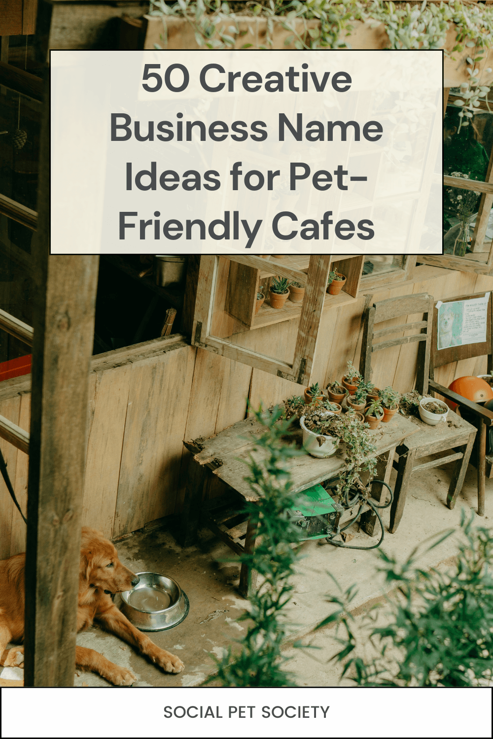 A dog tied up outside a pet-friendly café.