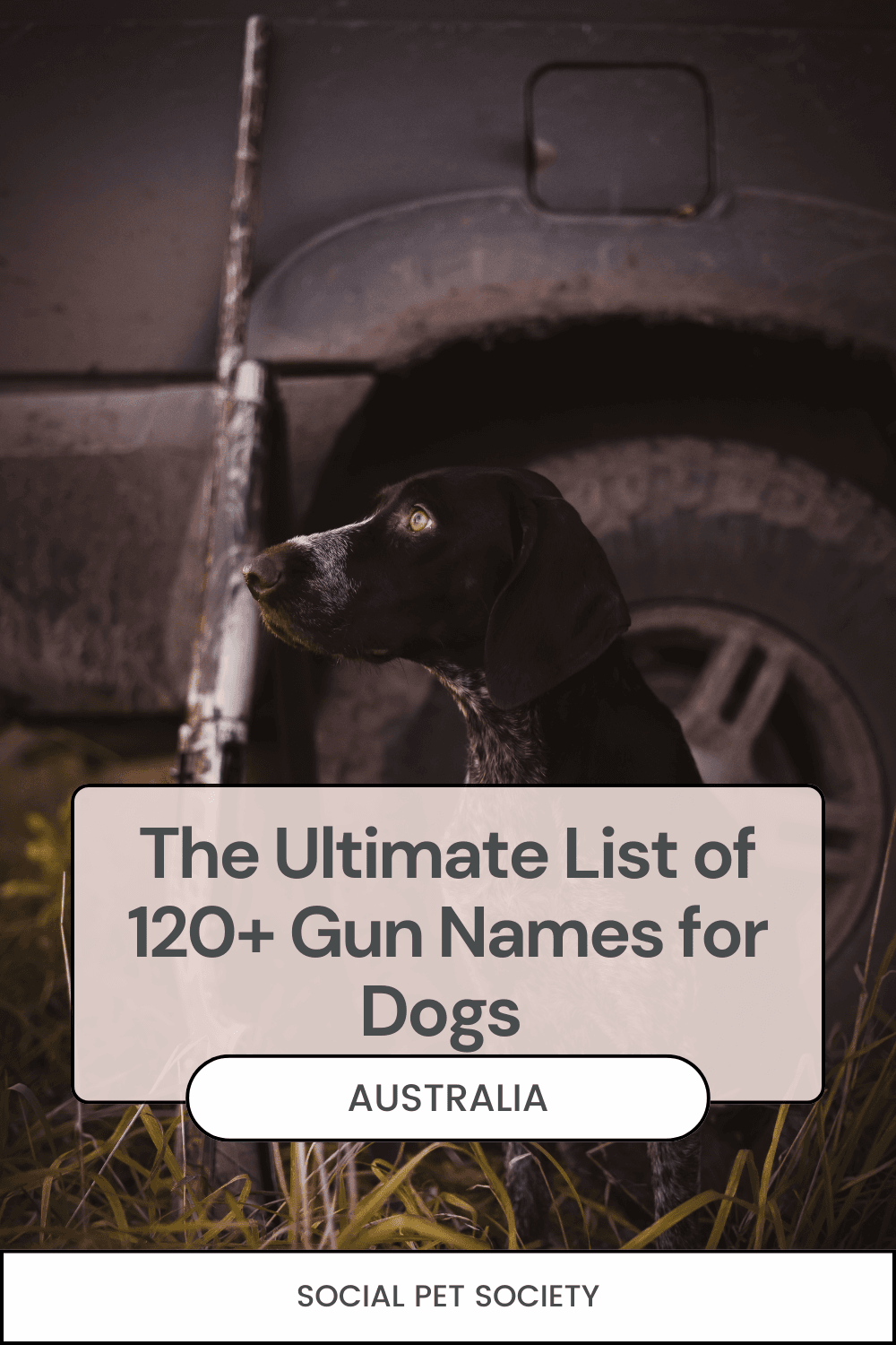 English Pointer dog sitting attentively with text overlay 'The Ultimate List of Gun Names for Dogs', showcasing bold dog name ideas inspired by firearms.