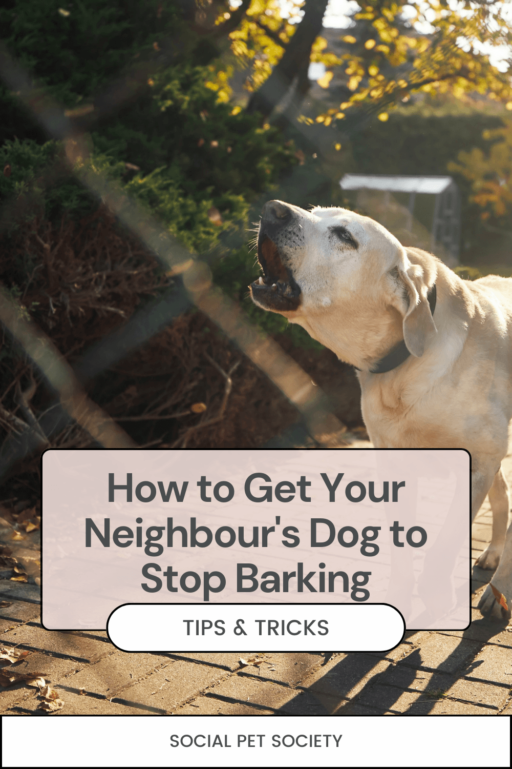 One dog barking outside through a fence.