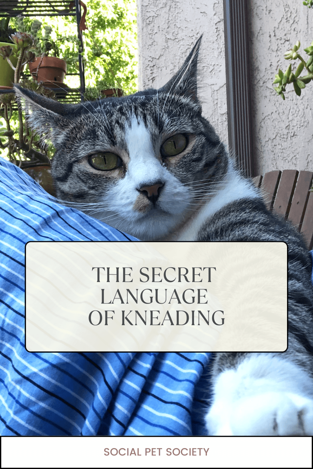 Close-up of a cat kneading on a man's lap, with the cat's paws gently pressing into the fabric. The the cat shows a content expression.