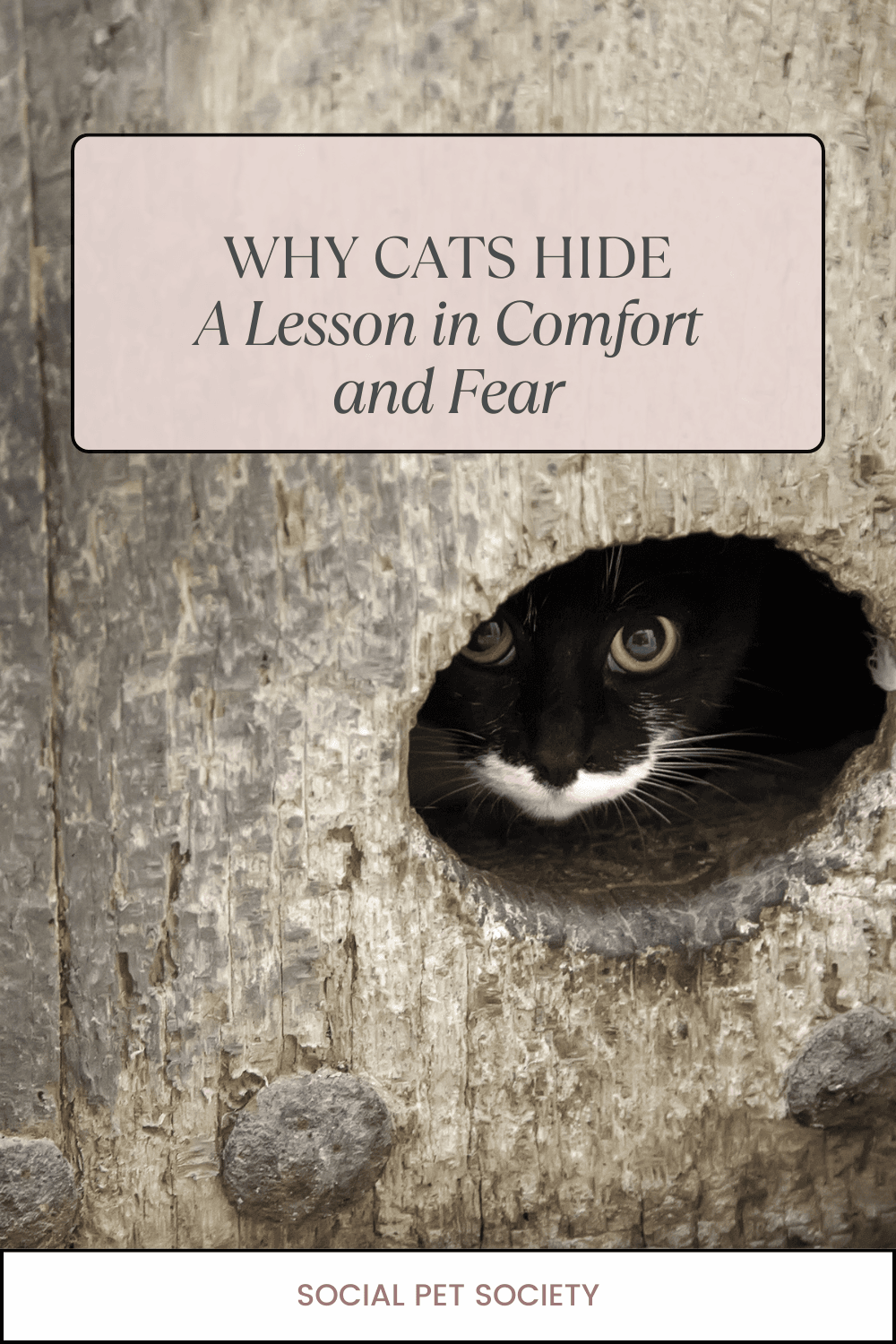 cat curled up inside a cardboard box, with its head peeking out and its body tucked comfortably within the box.