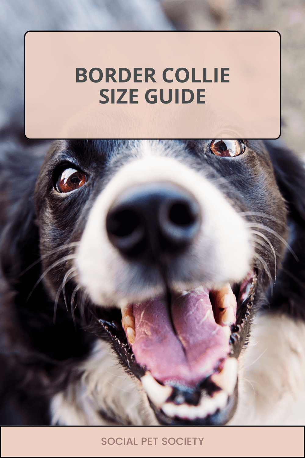 Border Collie puppy running joyfully with the blog title ‘How Big Do Border Collies Really Get?’ overlaid on the photo.