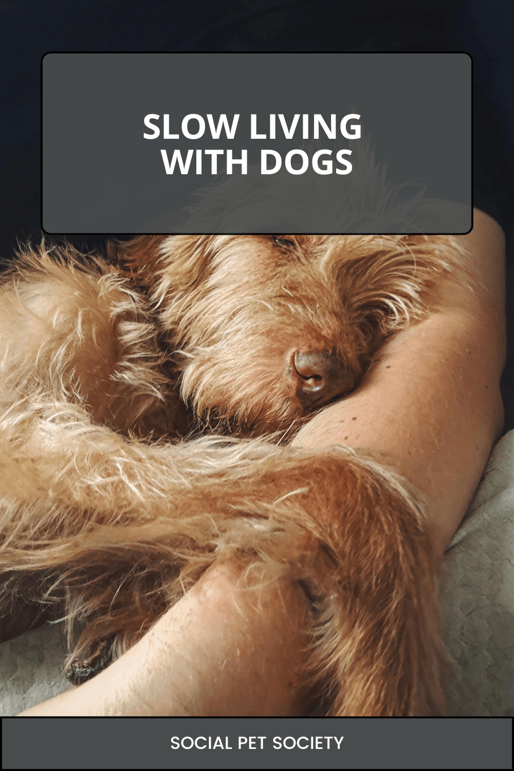 Dog sleeping with its arms around owner, peaceful slow living moment.